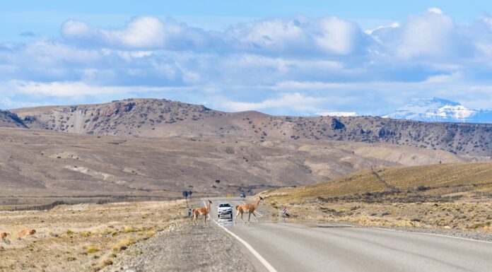 Paysage argentine