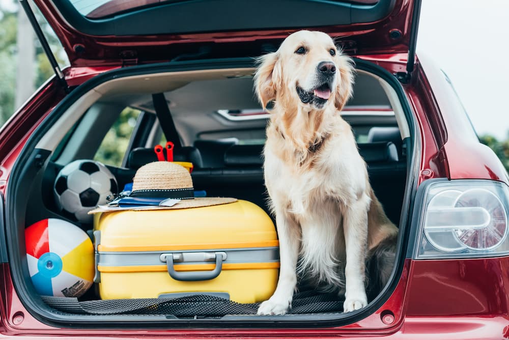 chien dans une voiture 
