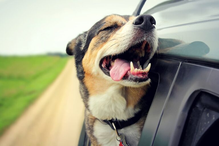 Partir en road trip avec son chien : conseils et astuces