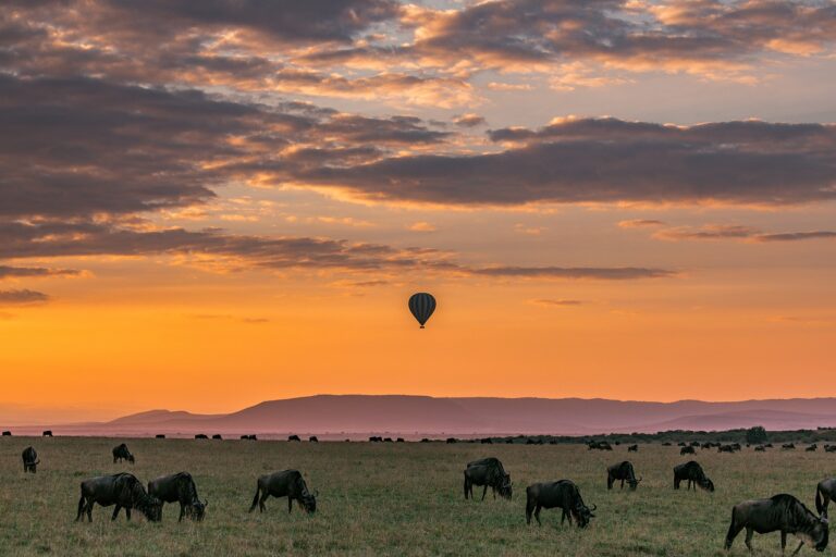 Découverte inoubliable : le safari en Afrique du Sud